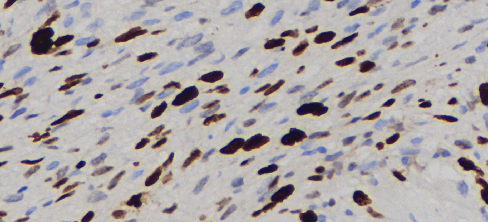 Raw pathology image input